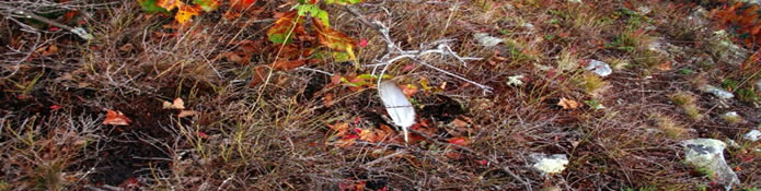 bird feather on grass and leaves