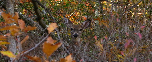 deer in stand of brush