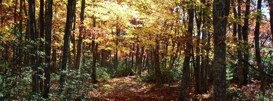 sunlit autumn forest trail